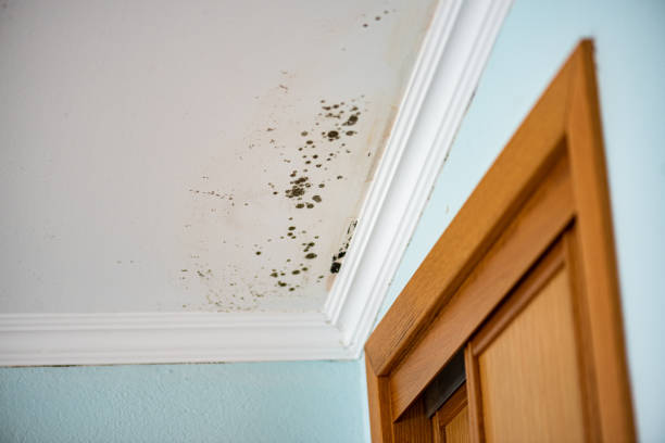 Best Insurance-Related Mold Remediation in Riverton, NJ
