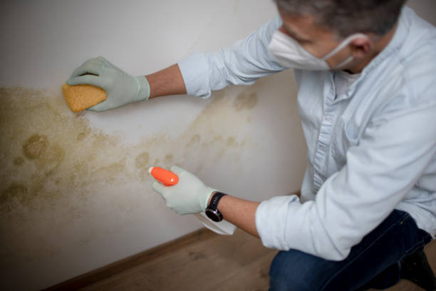 Best Basement Mold Remediation in Riverton, NJ