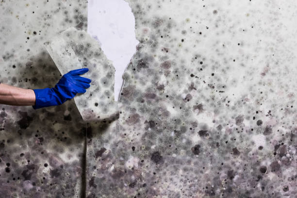 Best Attic Mold Remediation in Riverton, NJ
